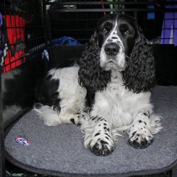 Canelana Uldmadras med vandtt bagside