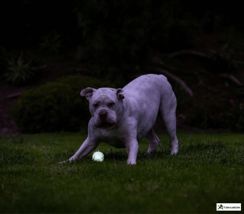 Chuckit Max glow air fetch bold 