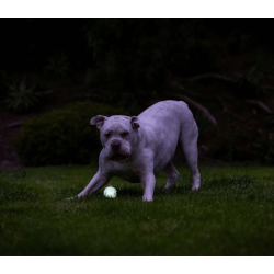 Chuckit Max glow air fetch bold 