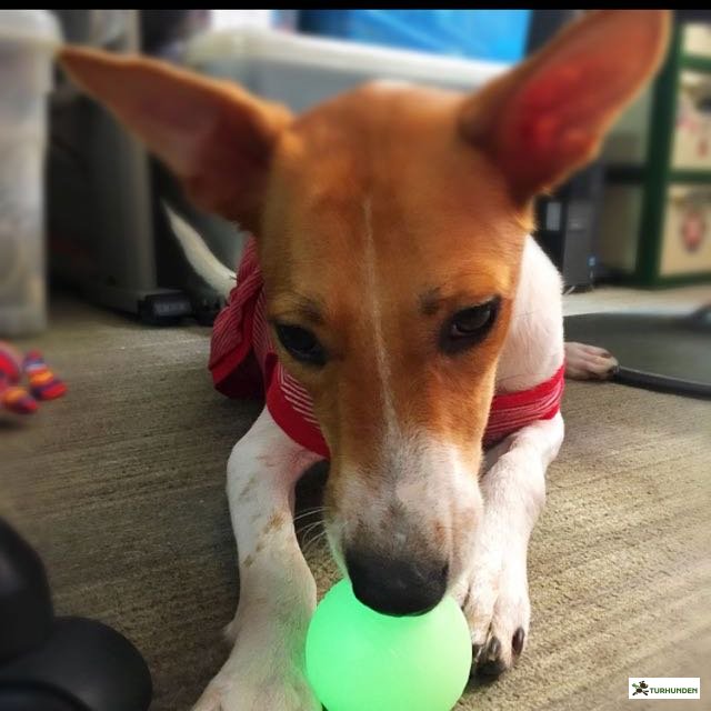 Chuckit Max Glow Ball