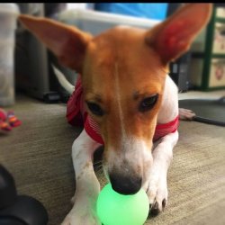 Chuckit Max Glow Ball