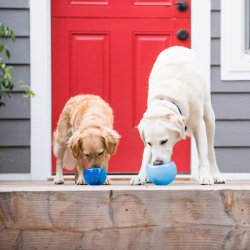 Outward Hound -  Snoop