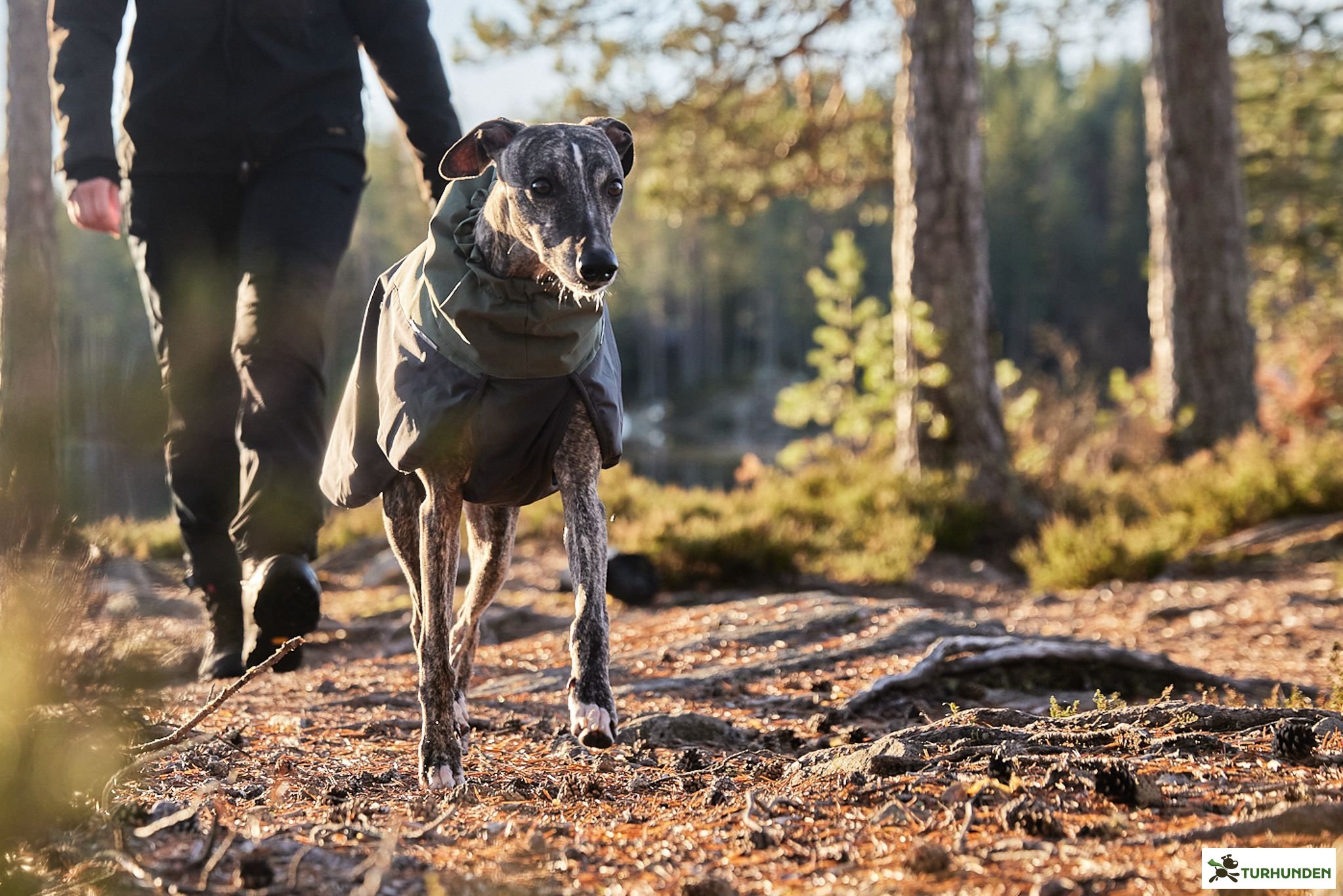 Non-stop dogwear Glacier Wool Dog Jacket 2.0, Grey/Gr�n