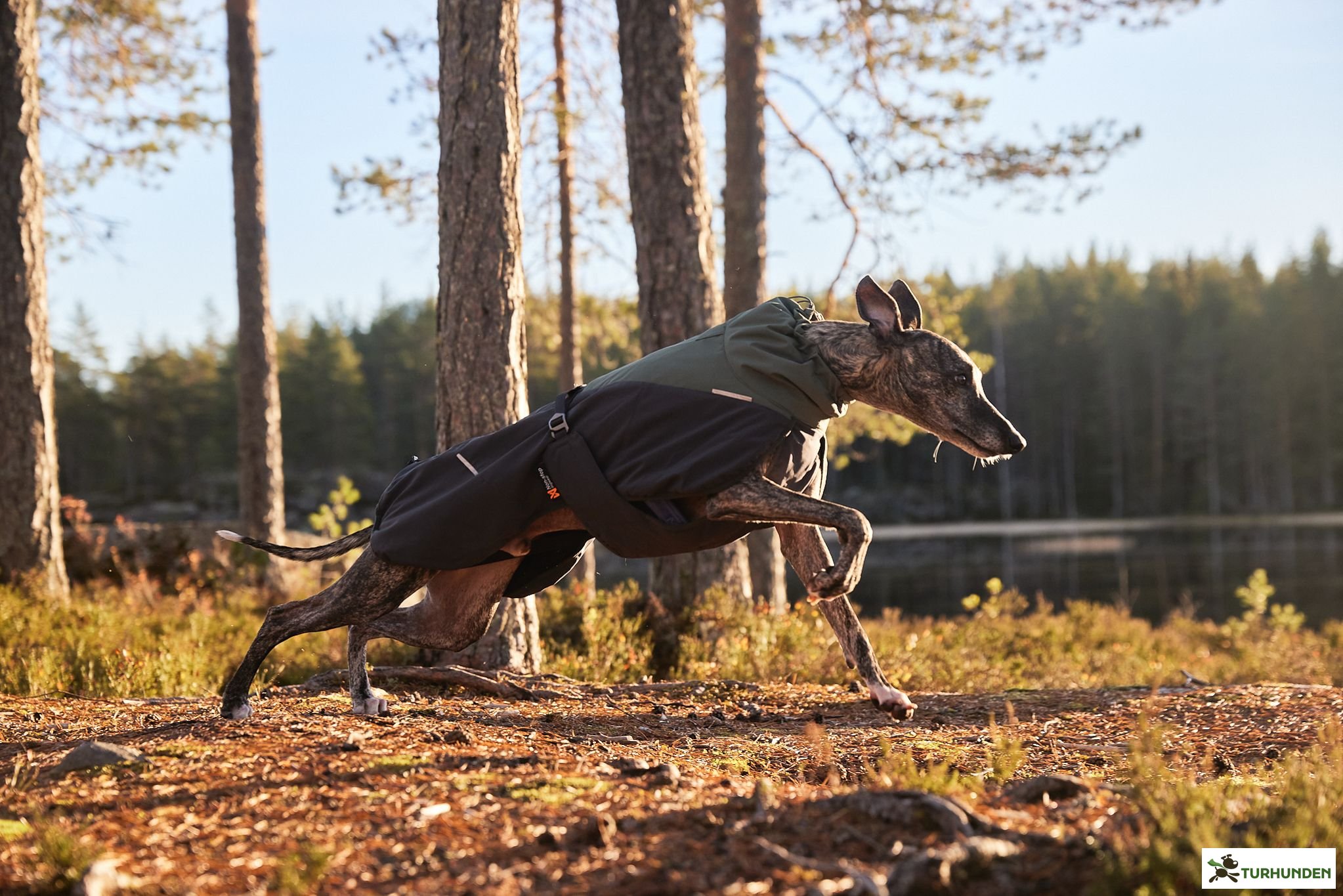 Non-stop dogwear Glacier Wool Dog Jacket 2.0, Grey/Gr�n