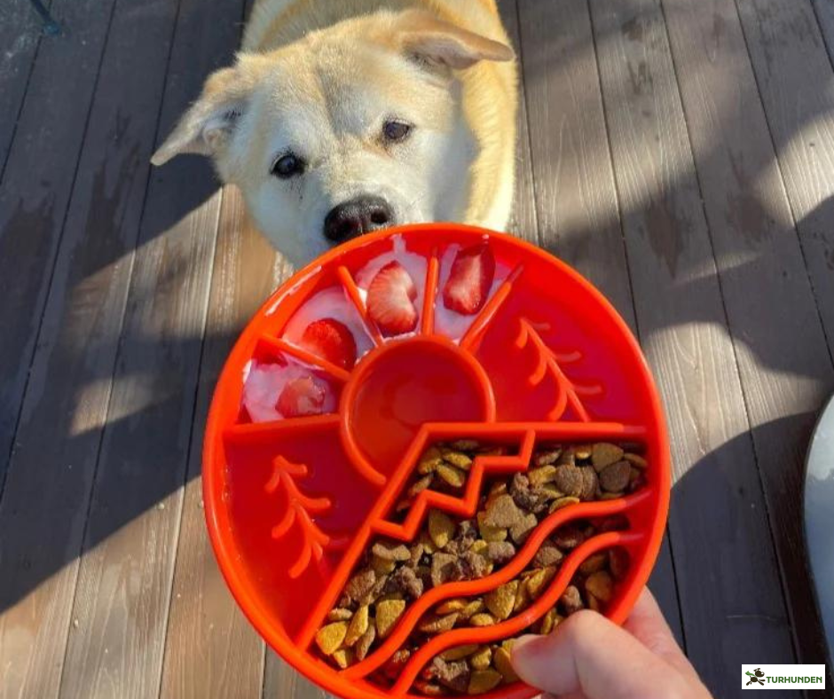 SodaPup Great Outdoor eBowl