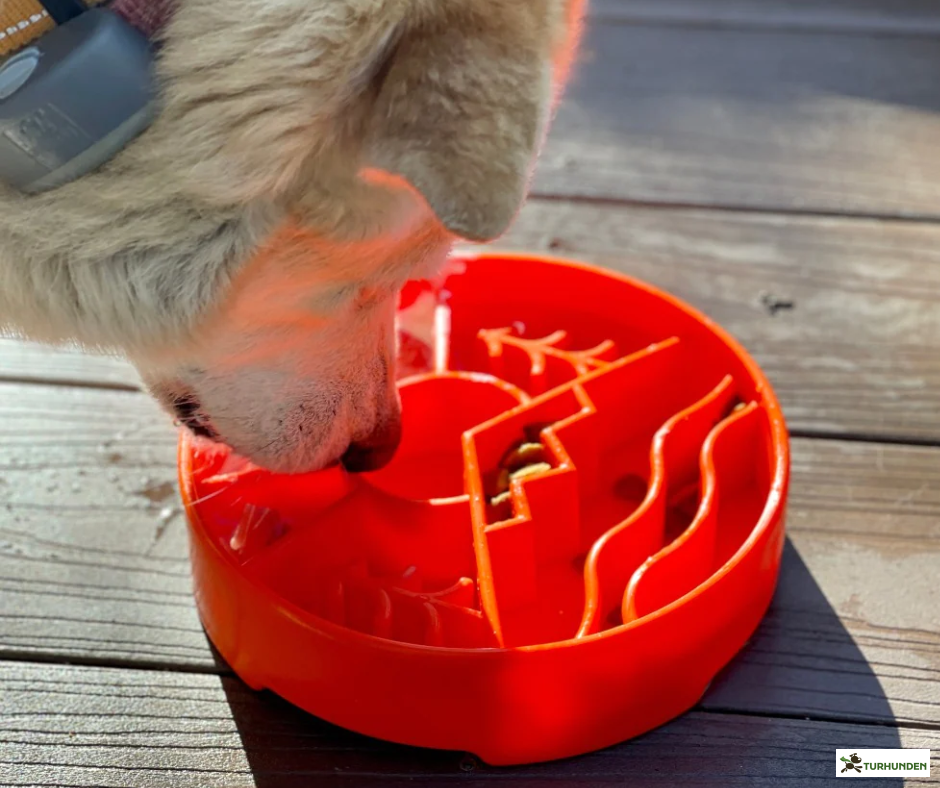 SodaPup Great Outdoor eBowl