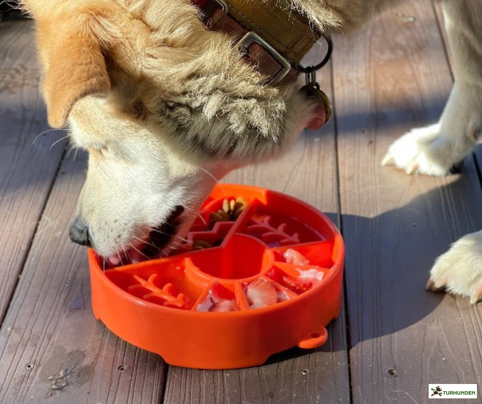 SodaPup Great Outdoor eBowl