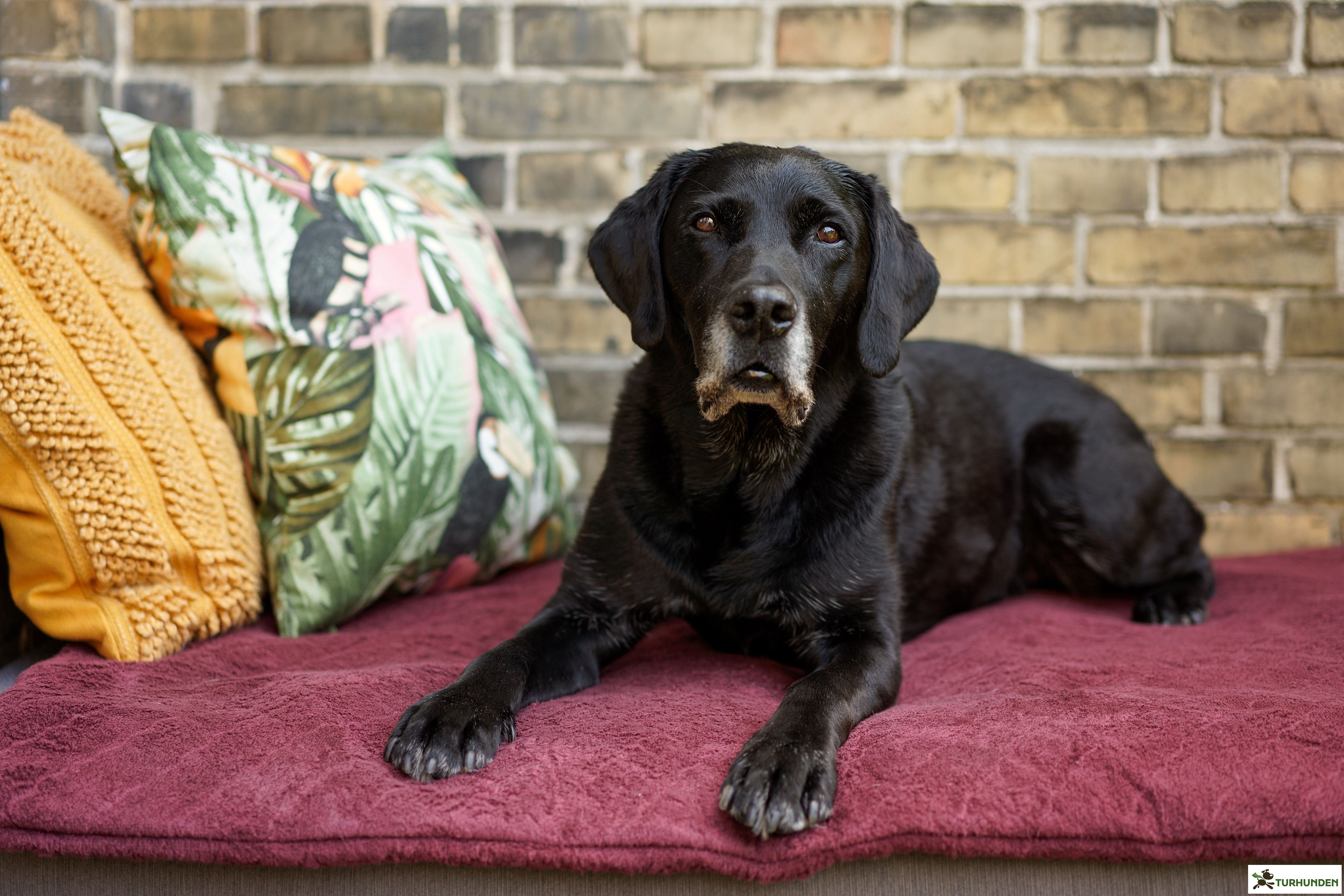 Siccaro FlexDog Absorbent Mat 