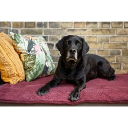 Siccaro FlexDog Absorbent Mat 