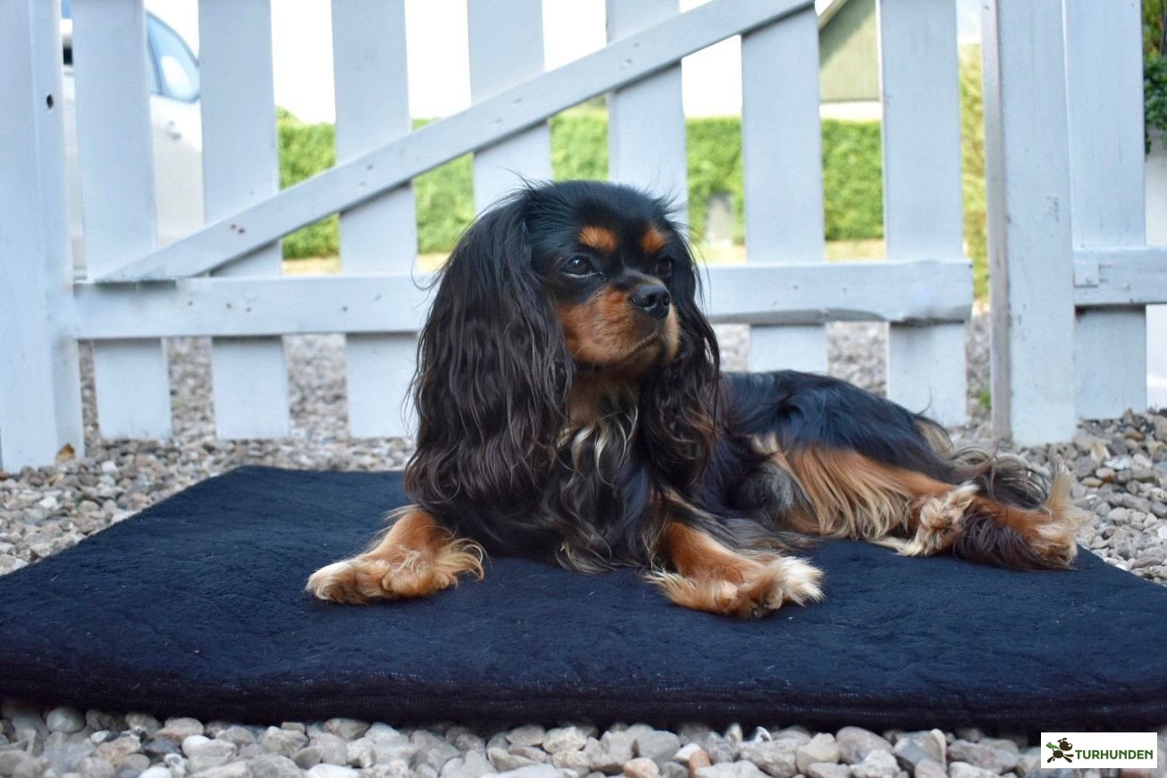 Siccaro FlexDog Absorbent Mat 