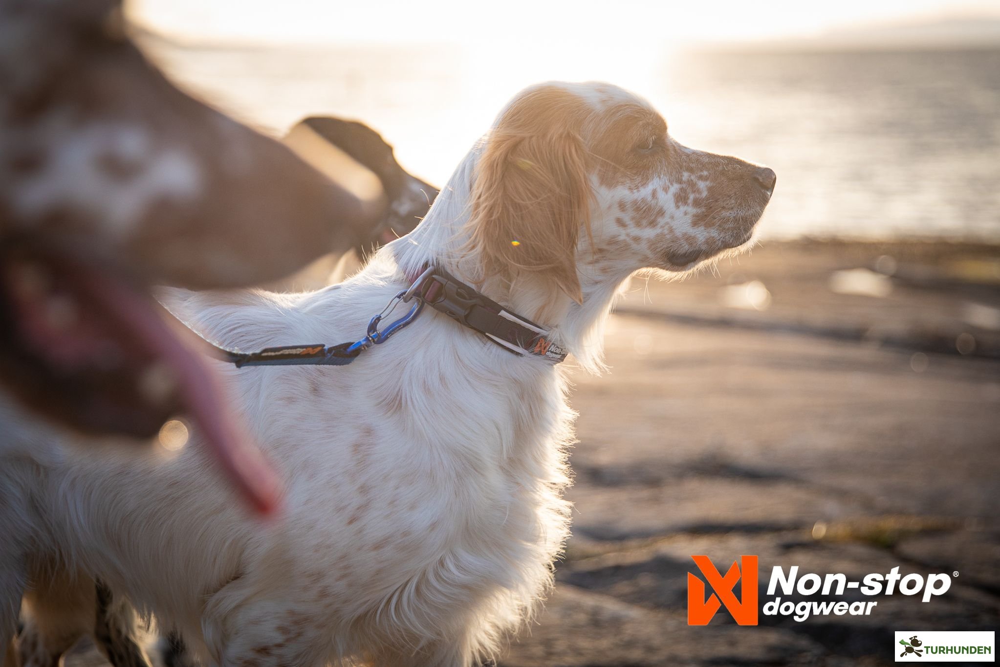 Non-stop dogwear Roam Collar