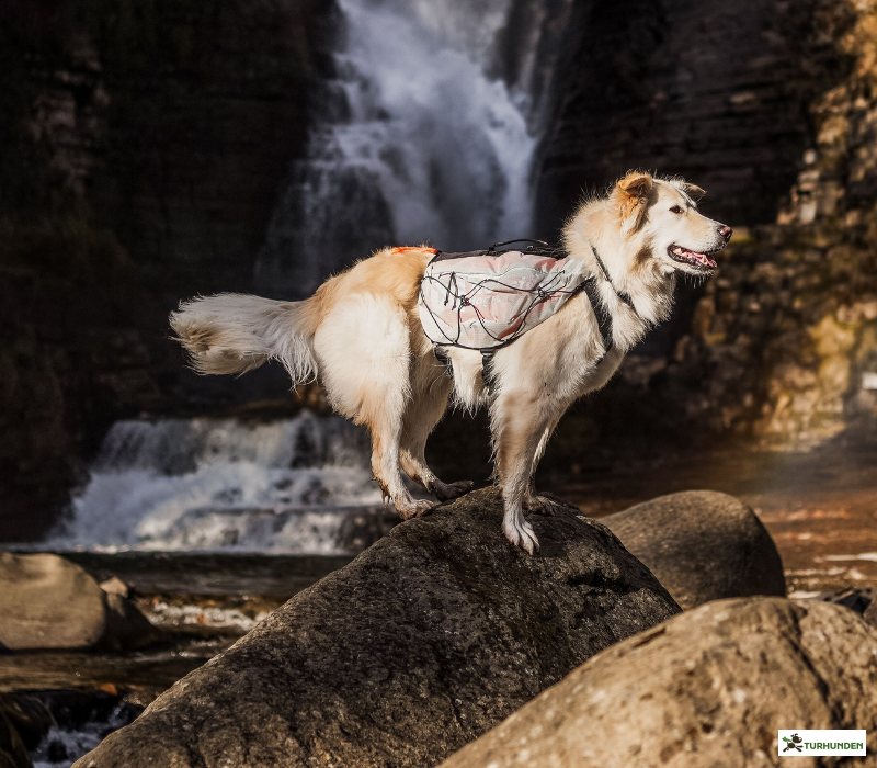 Non-stop Dogwear Trail Light