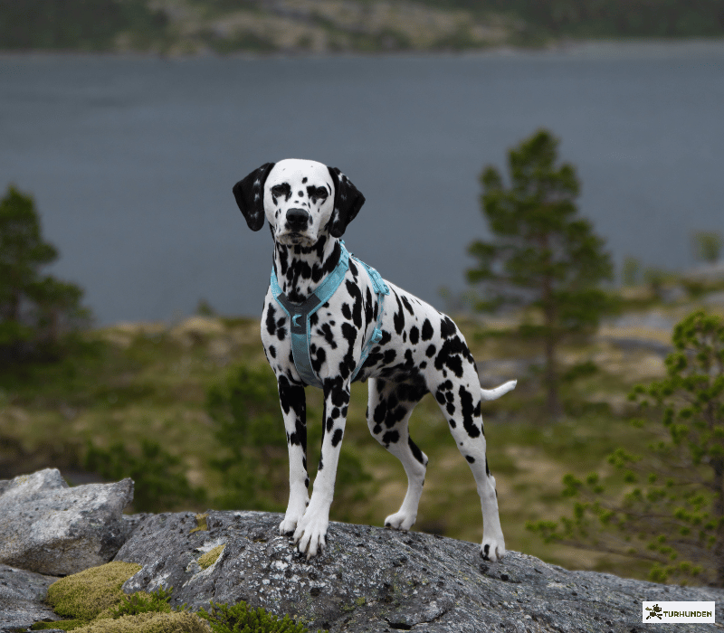 Non-stop Dogwear Trekking line harness CLIP�N