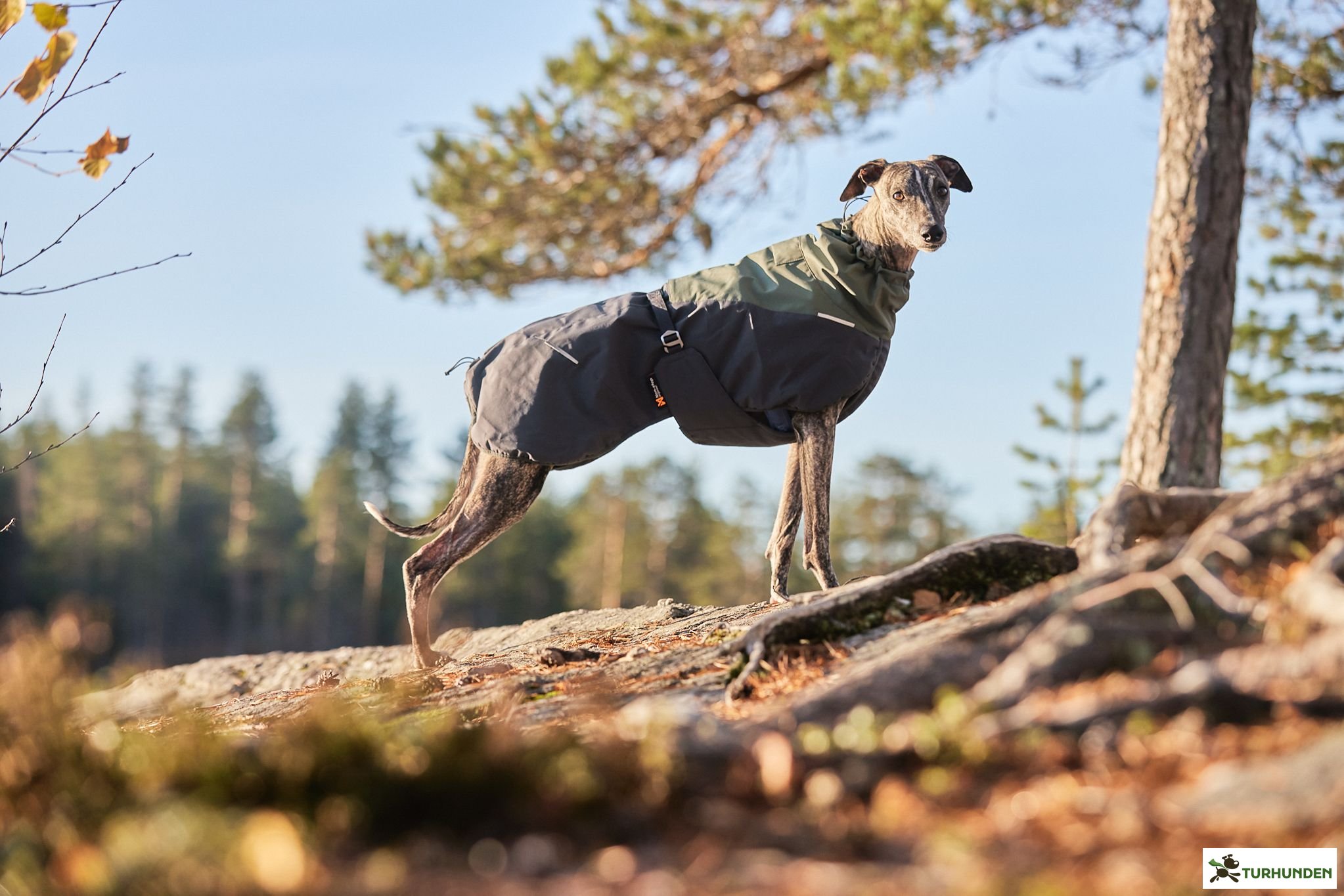 Non-stop dogwear Glacier Wool Dog Jacket 2.0, Grey/Grn