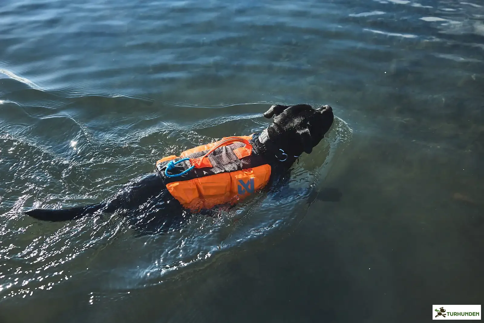 Non-stop dogwear Protector Life Jacket