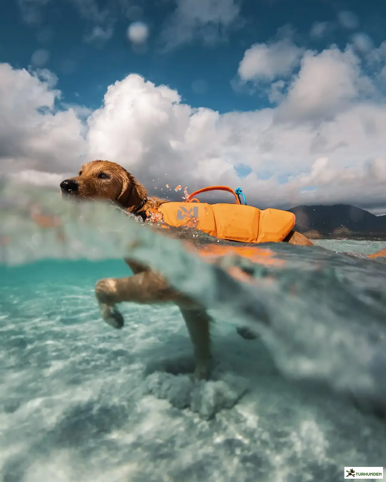 Non-stop dogwear Protector Life Jacket