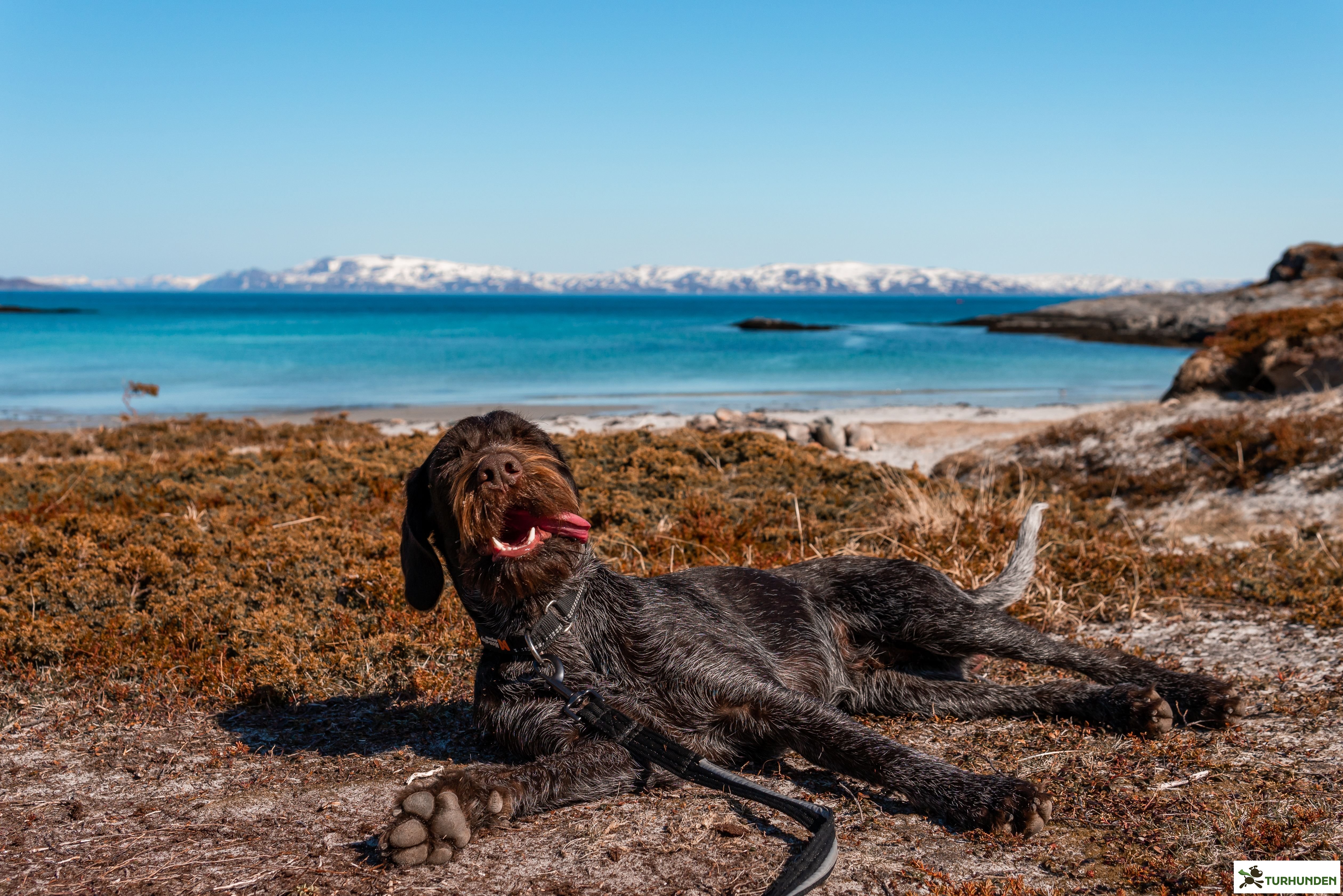 Non-stop dogwear Strong Leash