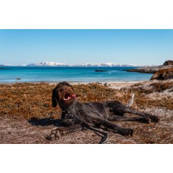 Non-stop dogwear Strong Leash