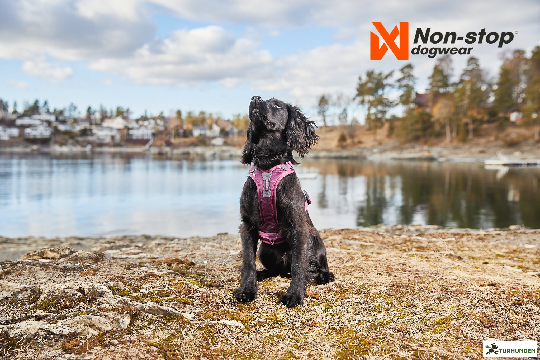Non-Stop dogwear Ramble Harness