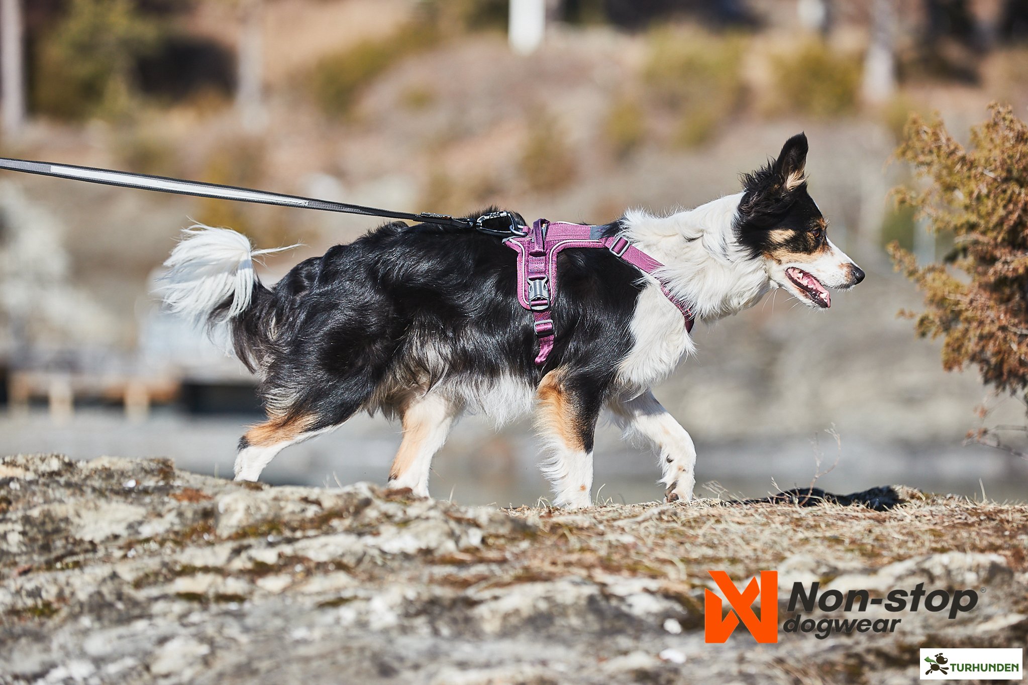 Non-Stop dogwear Ramble Harness