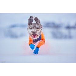 Non-stop dogwear Long distance bootie, 4 stk