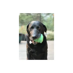 Sodapup Christmas Tree