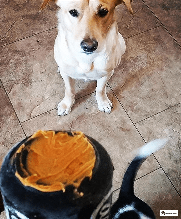 Sodapup Can Toy Magnum Sort