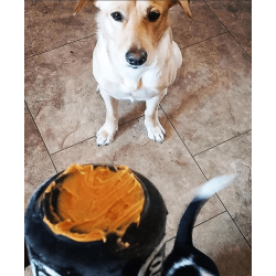 Sodapup Can Toy Magnum Sort