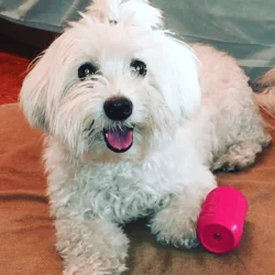 Sodapup Can Toy Puppy Pink