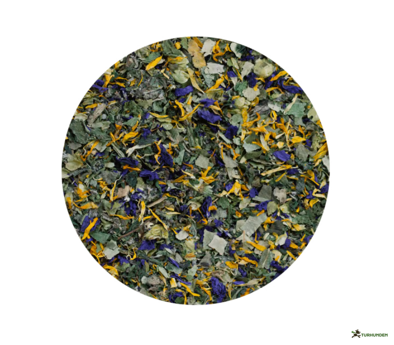 Terra Canis - Casanova