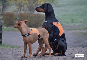Refleksvest - EuroDogDesigns