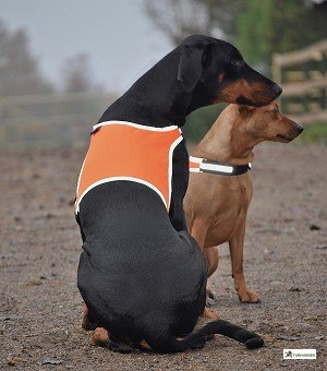 Refleksvest - EuroDogDesigns