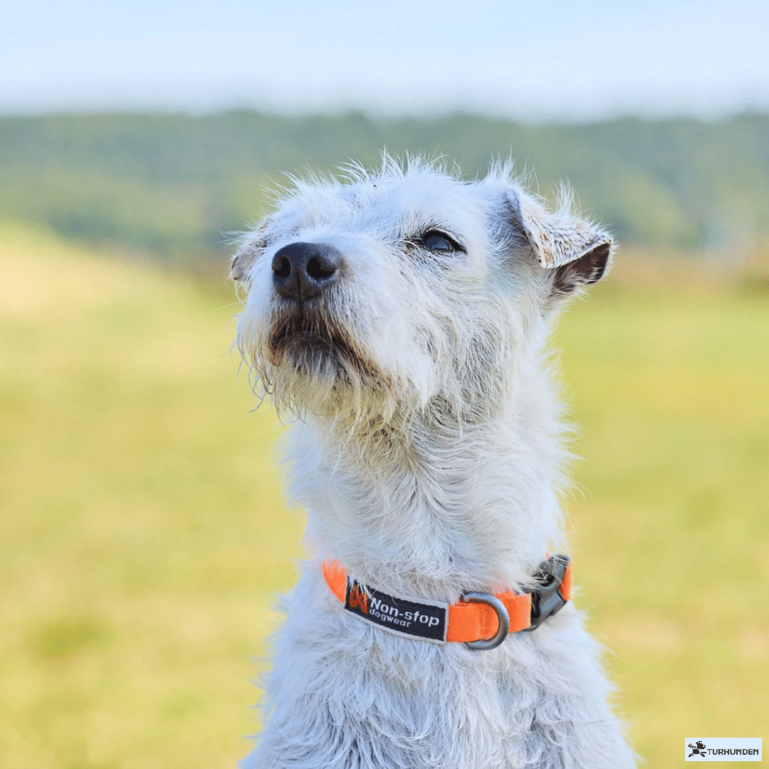 Non-stop dogwear Tumble Collar - Orange