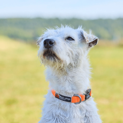 Non-stop dogwear Tumble Collar - Orange